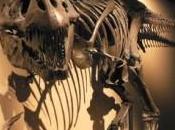 Cina: scoperto dinosauro diverso Yutyrannus huali, ovvero bellissimo tiranno piumato