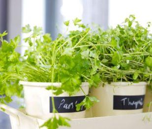 E’ ORA DELLE ERBE AROMATICHE