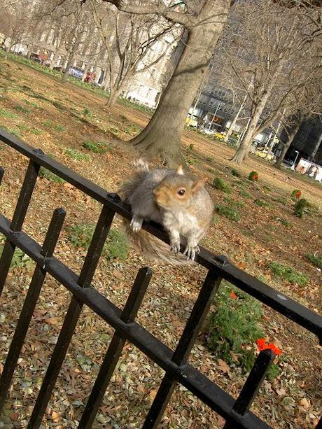 NEW YORK #4 - Speciale Animali