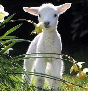 Pasqua 2012: salviamo capretti e agnellini con il menù pasquale LAV!