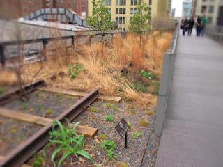 DanaGardenGuide New York _High Line
