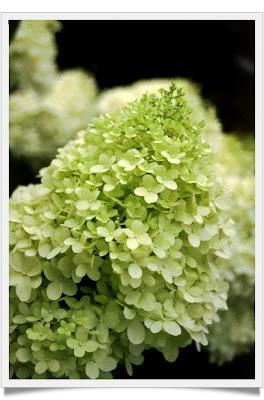 Hydrangea Linnè e Hortense