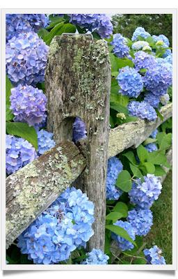 Hydrangea Linnè e Hortense