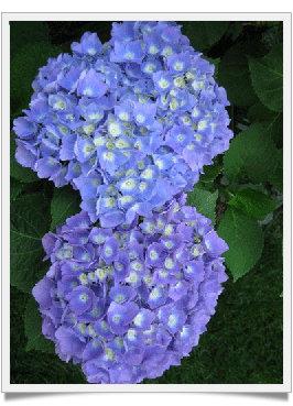 Hydrangea Linnè e Hortense