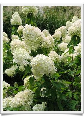 Hydrangea Linnè e Hortense