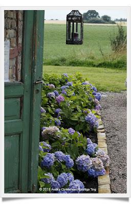 Hydrangea Linnè e Hortense