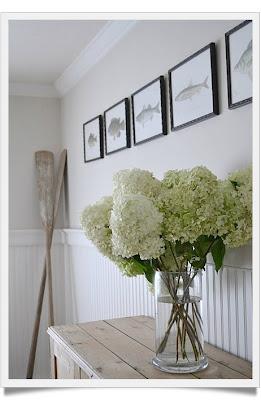 Hydrangea Linnè e Hortense Hydrangea Linnè e Hortense