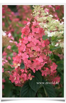 Hydrangea Linnè e Hortense