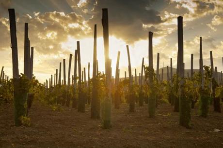 L’importanza di bere il legame tra vigna e territorio