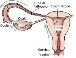 VACCINI: STERILITA' E ABORTI COME CONSEGUENZA (O OBBIETTIVO?)