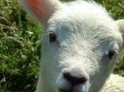 AIDAA: Consumo carne d’agnello Pasqua diminuisce