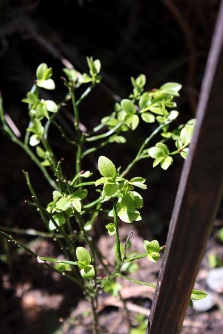 Carciofi in salamoia.