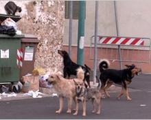 Ancora cani aggressivi a Milano: serve censimento dei cani nei campi rom