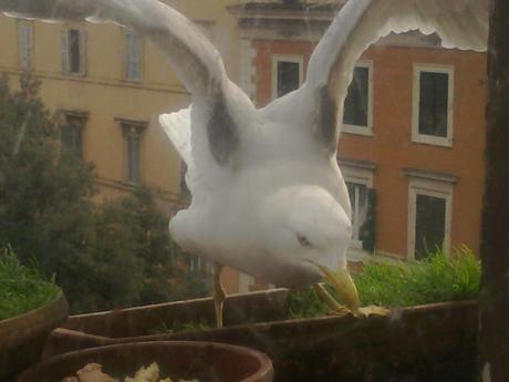 IL MIO AMORE DI GABBIANO anzi due!