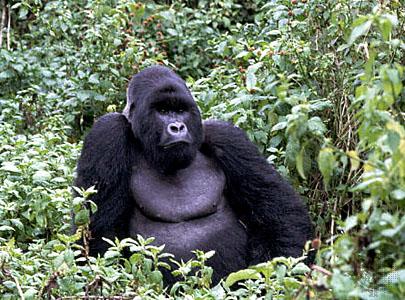 Sale a 750 euro a persona la tassa in Uganda per andare a vedere i gorilla di montagna