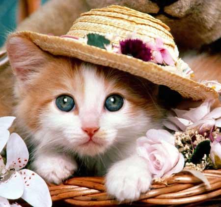 Vany Gattina indifesa