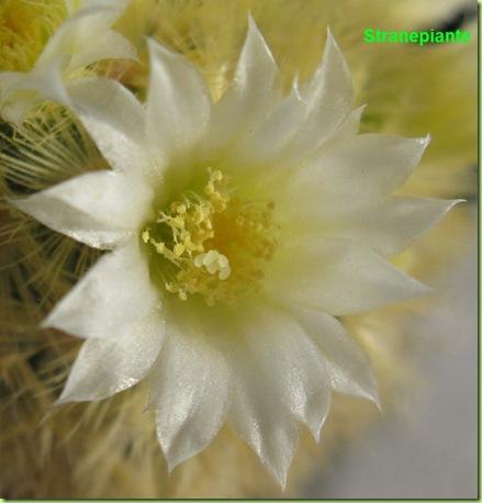 Mammillaria carmenae fiore petali appuntiti