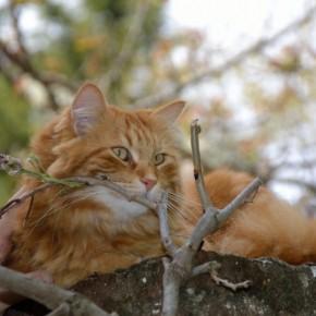 Gatto a San Miniato /2