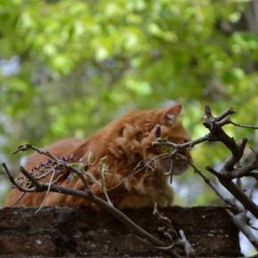 Gatto a San Miniato /4