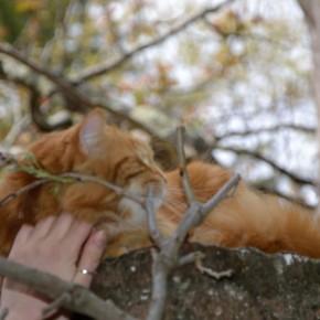 Gatto a San Miniato /3