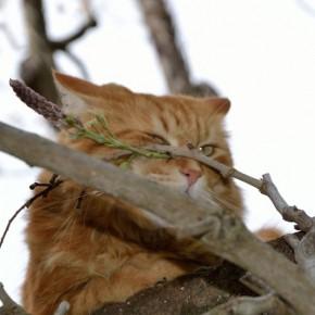 Gatto a San Miniato /1