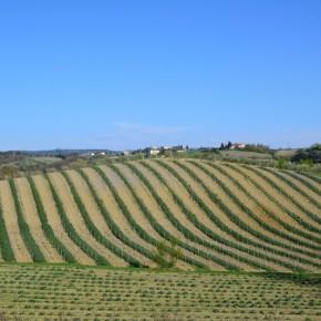 Campagna nei dintorni di Certaldo