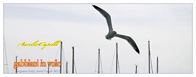 gabbiani in volo