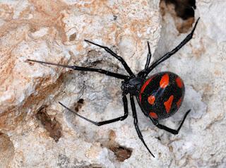 Scopriamo quali sono gli animali pericolosi sul Gargano