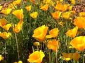 Fitoterapia Escholtzia insonnia