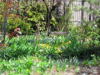 DanaGardenGuide New York _Community Garden