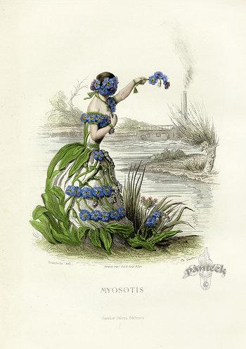 Le donne fiore. Myosotis. Tuberosa e Giunchiglia