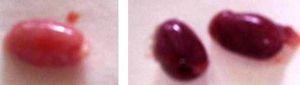 Mutazione genetica dei testicoli dei criceti Mutazione genetica dei testicoli dei criceti