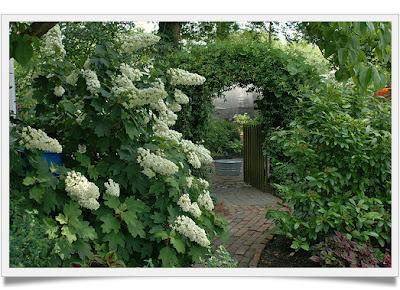 Hydrangea, alcune Varietà