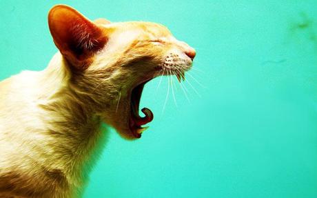 Raccolta di wallpapers dedicati ai gatti