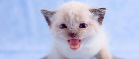 Raccolta di wallpapers dedicati ai gatti