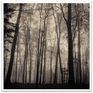 Recensioni a basso costo: Il bosco della morte, di Susanne Staun