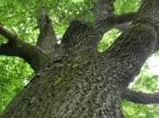 botanica alberi
