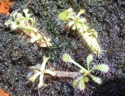 drosera capensis2