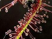 drosera capensis