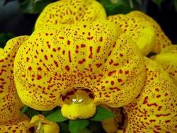 calceolaria