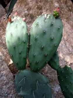 opuntia