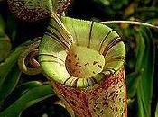 piante carnivore nepenthes (nepenthes hookeriana)