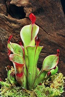 sarracenia