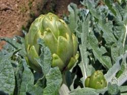 prodotti con carciofo2