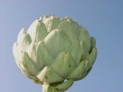 prodotti con carciofo