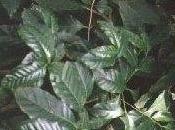 Come gemogliare semi caffè