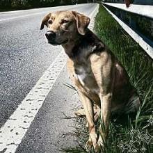 Ponte di Pasqua: crollano le segnalazioni di abbandono di cani