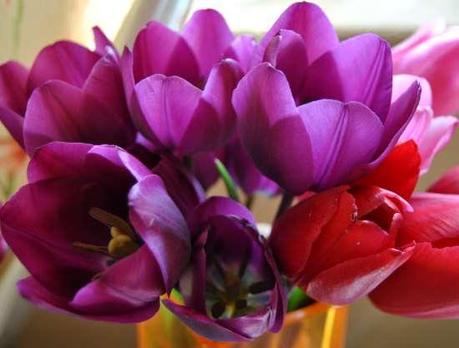 The season of tulips.