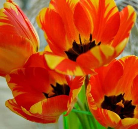 The season of tulips.