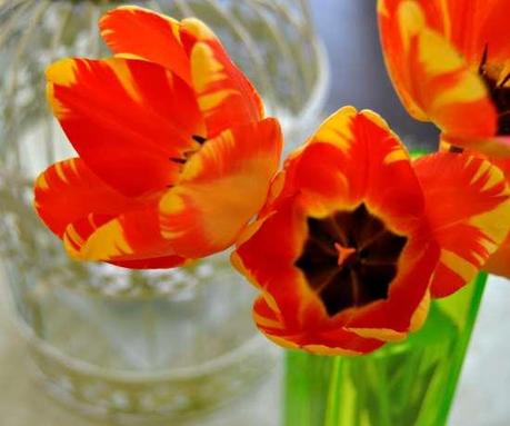 The season of tulips.